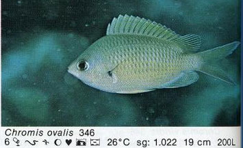 Chromis ovalis
